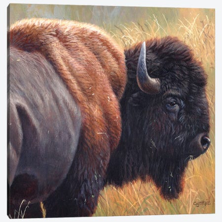 Bison Canvas Print #CYT15} by Cynthie Fisher Canvas Artwork