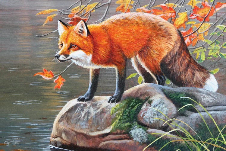 Red Fox by Cynthie Fisher wall art
