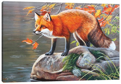 Red Fox Canvas Art Print - Cynthie Fisher