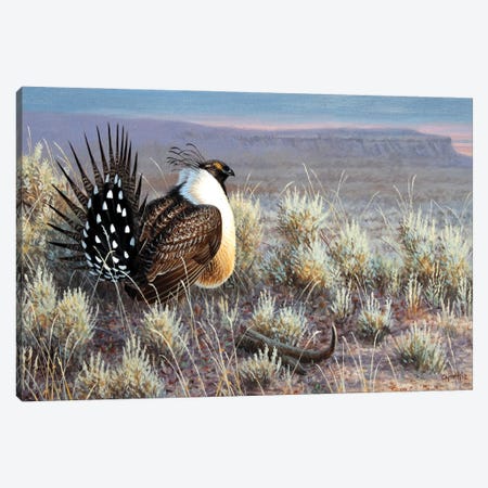 Sage Grouse Canvas Print #CYT166} by Cynthie Fisher Canvas Artwork