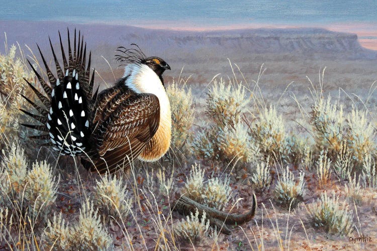Sage Grouse by Cynthie Fisher wall art