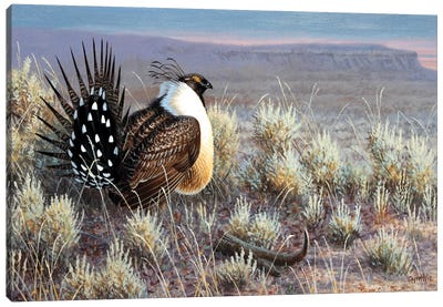 Sage Grouse Canvas Art Print - Cynthie Fisher