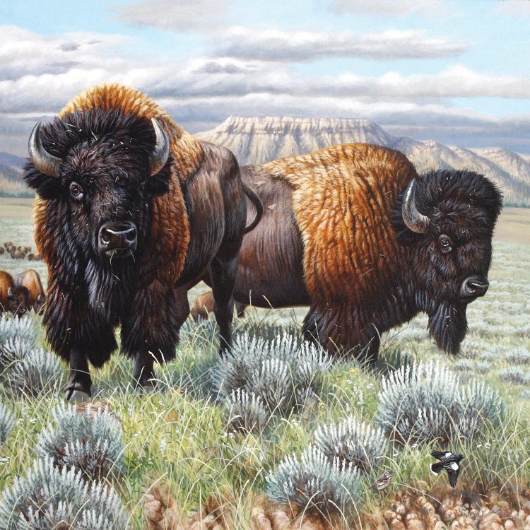 Bison Finish by Cynthie Fisher wall art