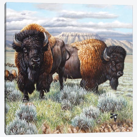 Bison Finish Canvas Print #CYT16} by Cynthie Fisher Canvas Artwork