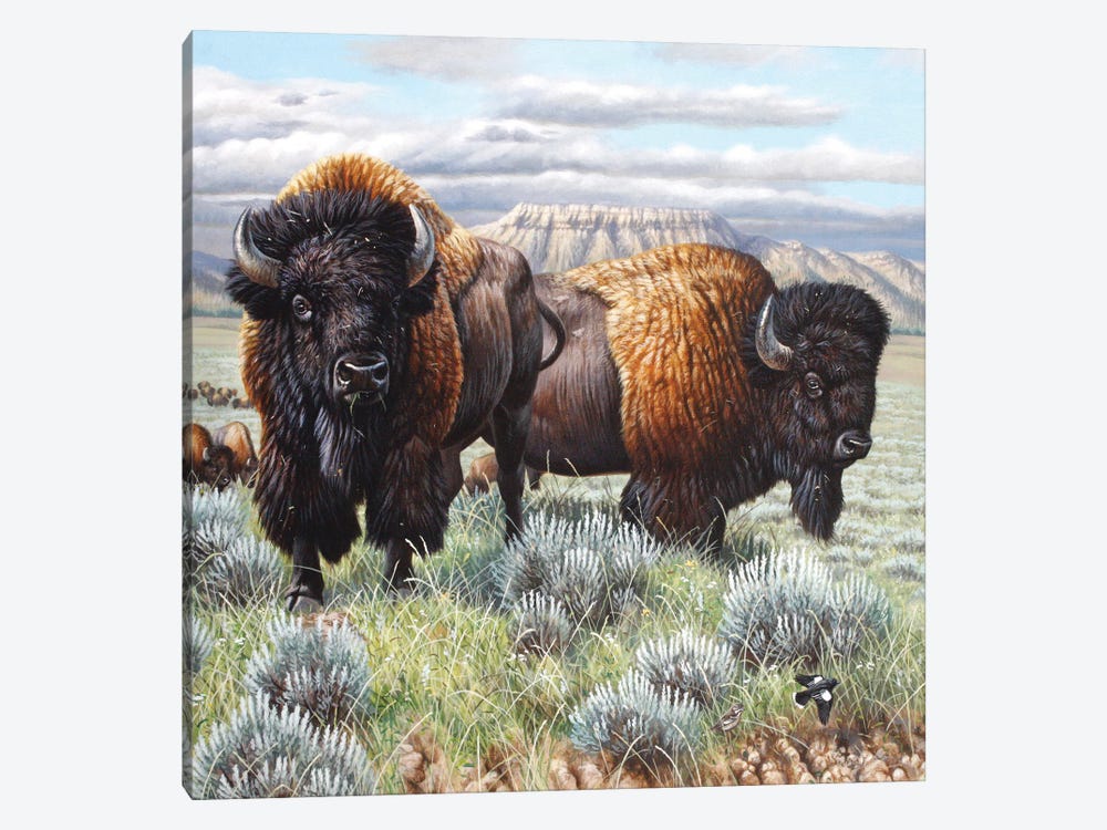 Bison Finish by Cynthie Fisher 1-piece Canvas Art Print