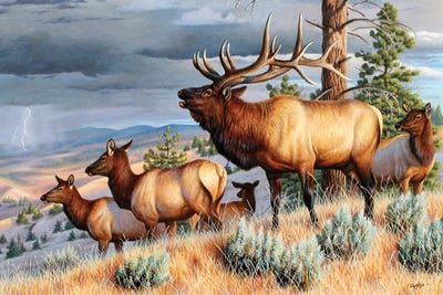 Storm Challenge Elk by Cynthie Fisher framed wall art