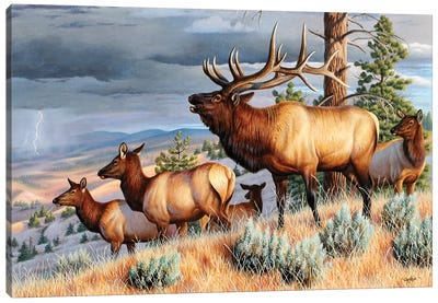 Storm Challenge Elk Canvas Art Print - Deer Art