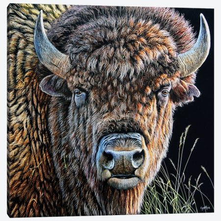 Bison Sb Canvas Print #CYT17} by Cynthie Fisher Canvas Artwork