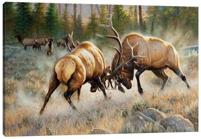 The Battle Canvas Art Print - Deer Art