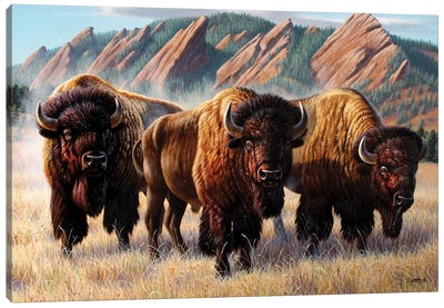 Three Bison Flatirons Canvas Art Print - Bison & Buffalo Art