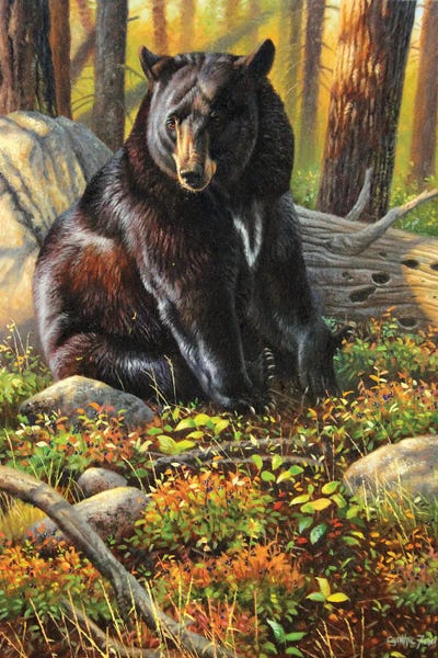 Black Bear by Cynthie Fisher canvas print