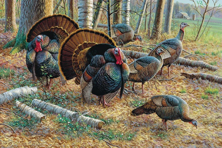 Turkeys