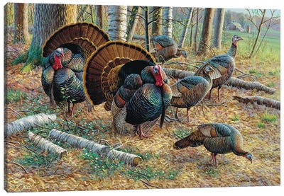 Turkeys Canvas Art Print - Thanksgiving Art