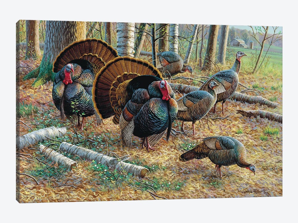 Turkeys by Cynthie Fisher 1-piece Canvas Print
