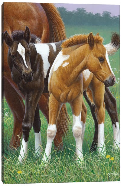 Two Foals Canvas Art Print - Cynthie Fisher