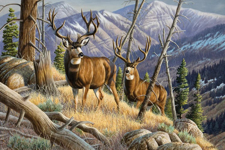 Two Mule Deer Bucks by Cynthie Fisher wall art