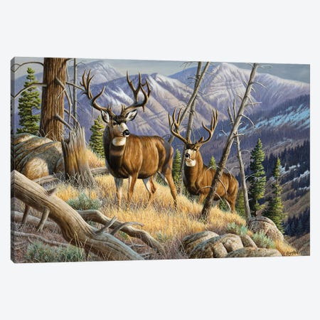 Two Mule Deer Bucks Canvas Print #CYT192} by Cynthie Fisher Canvas Art