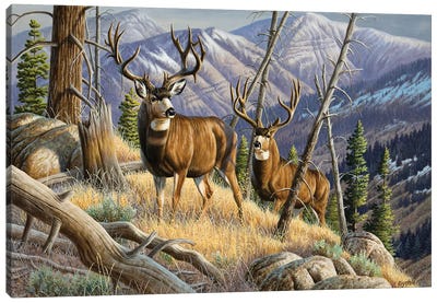 Two Mule Deer Bucks Canvas Art Print - Deer Art