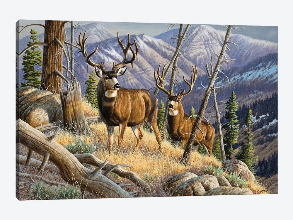 Two Mule Deer Bucks by Cynthie Fisher 1-piece Canvas Print