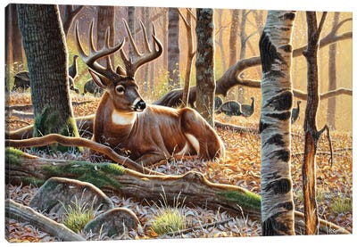 Whitetail And Turkeys Canvas Art Print - Deer Art