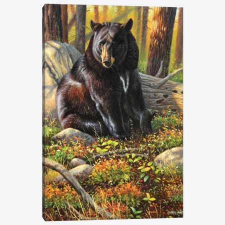 Black Bear Canvas Print #CYT19} by Cynthie Fisher Canvas Print