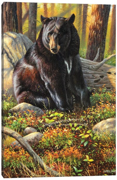 Black Bear Canvas Art Print - Cynthie Fisher