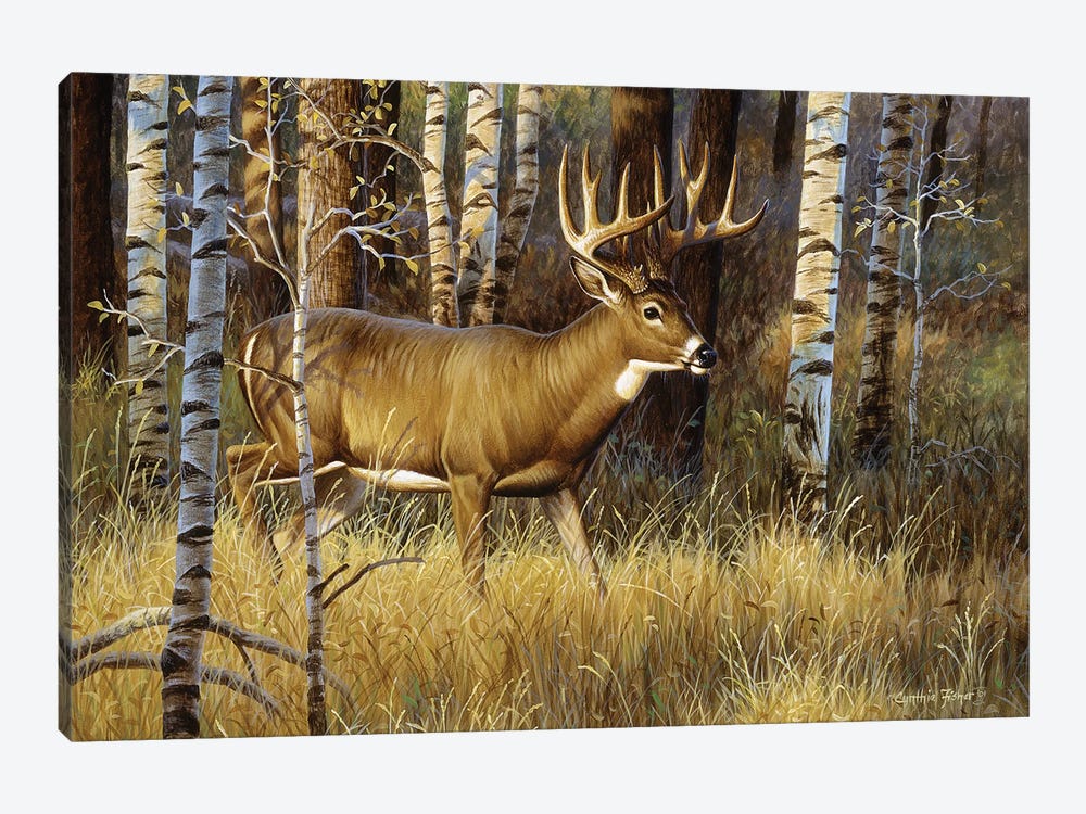 Whitetail Buck II by Cynthie Fisher 1-piece Canvas Art