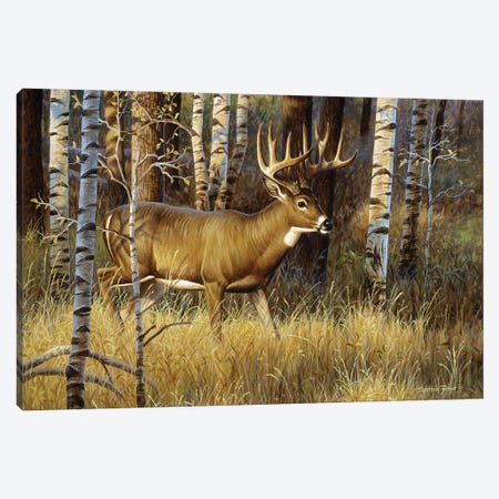 Whitetail Buck II Canvas Print #CYT200} by Cynthie Fisher Canvas Wall Art