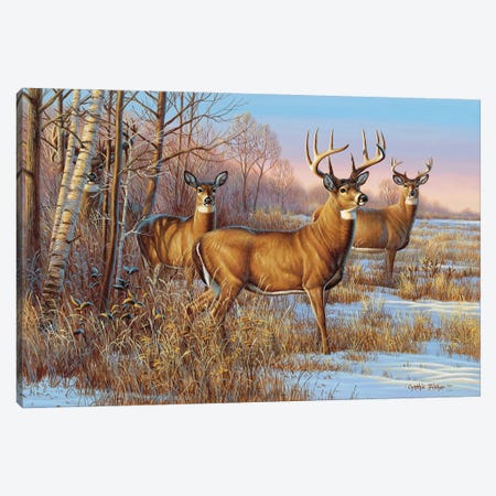 Whitetail Cautious Canvas Print #CYT201} by Cynthie Fisher Canvas Artwork