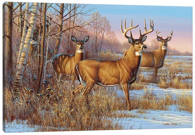 Whitetail Cautious Canvas Art Print - Deer Art