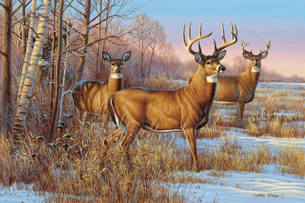 Deer: Whitetail Cautious by Cynthie Fisher