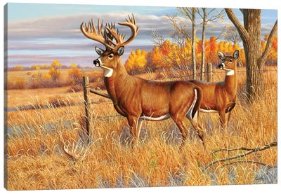 Whitetail Deer Buck Canvas Art Print - Deer Art