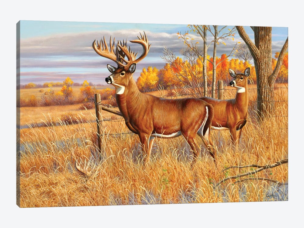 Framed Wall Art White Tailed Deer Bucks Pictures Canvas Print Animal Picture 