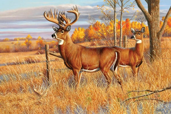 Deer: Whitetail Deer Buck by Cynthie Fisher