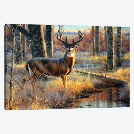 Whitetail Mossyhorns Canvas Print #CYT204} by Cynthie Fisher Canvas Art Print