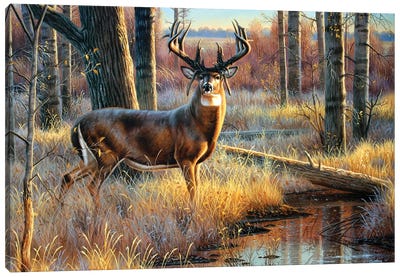 Whitetail Mossyhorns Canvas Art Print - Deer Art