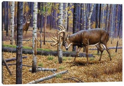 Whitetail Rub Canvas Art Print - Deer Art