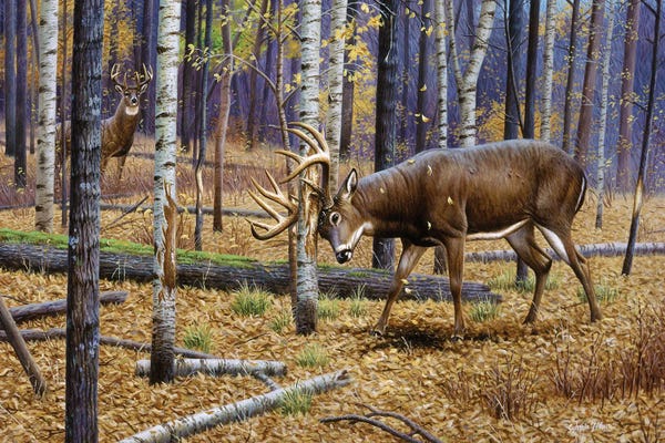 Deer: Whitetail Rub by Cynthie Fisher