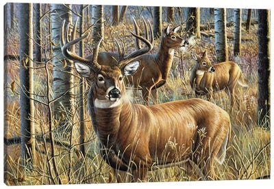 Whitetail Woodland Guardian Canvas Art Print - Cynthie Fisher