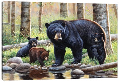 Black Bear With Cubs Canvas Art Print