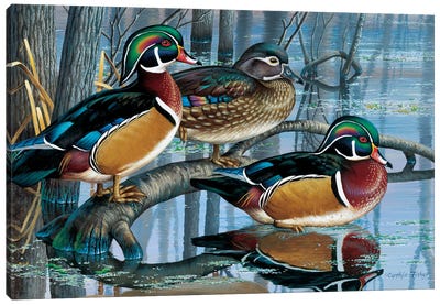 Wood Ducks Canvas Art Print - Cynthie Fisher