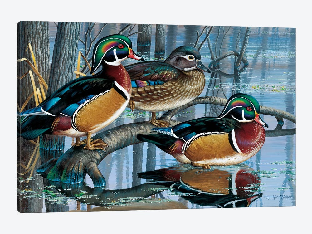 Wood Ducks by Cynthie Fisher 1-piece Canvas Print