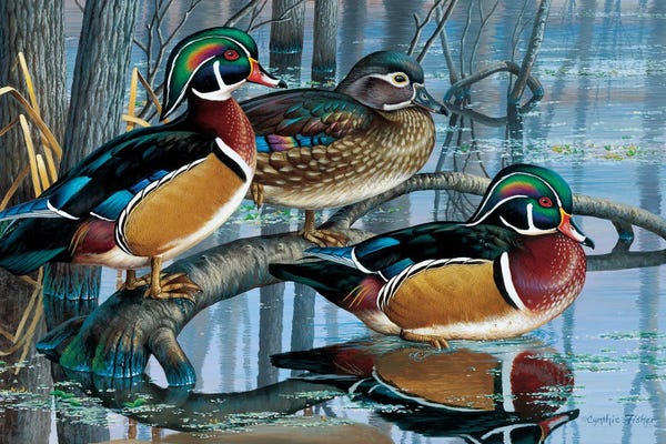 Birds: Wood Ducks by Cynthie Fisher