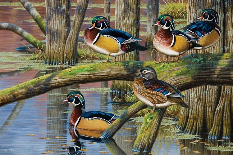 Wood Ducks V