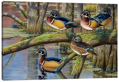Wood Ducks V Canvas Art Print