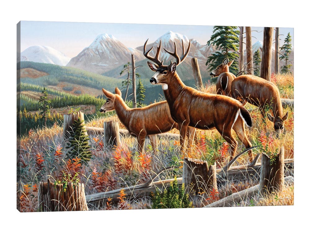 Blacktail Deer Canvas Art Print by Cynthie Fisher