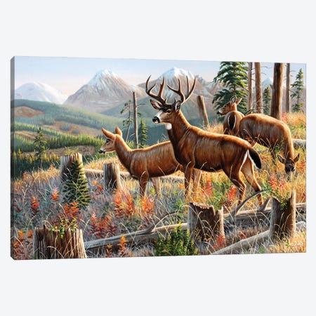 Blacktail Deer Canvas Print #CYT22} by Cynthie Fisher Canvas Art