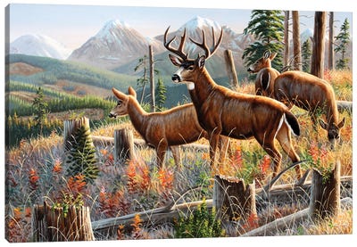 Blacktail Deer Canvas Art Print - Cynthie Fisher