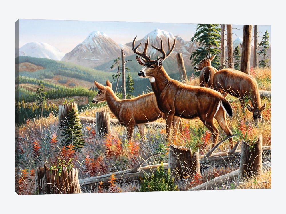 Blacktail Deer by Cynthie Fisher 1-piece Canvas Wall Art