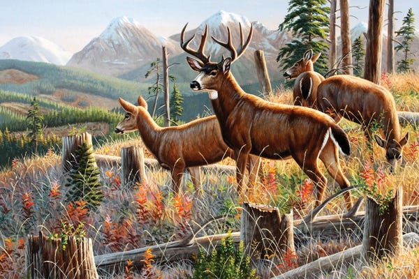 Deer: Blacktail Deer by Cynthie Fisher